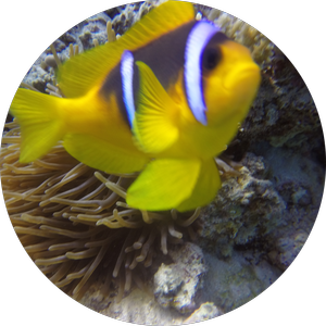 PADI Coral Reef Conservation Specialty