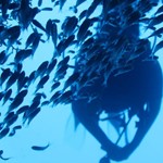dive hurghada-diving-dive-underwater-fish-photo-red sea-hurghada-egypt