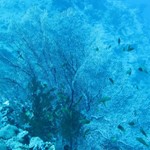 dive hurghada-diving-dive-underwater-coral-fish-red sear-hurghada-egypt