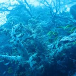dive hurghada-dive-diving-underwater-sea-red sea-hurghada-egypt-coral