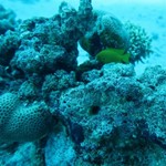 dive hurghada-diving-dive-underwater-fish-photo-red sea-hurghada-egypt