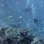 dive hurghada-diving-coral-scuba-hurghada-read sea