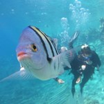 dive hurghada-diving-fish-red sea