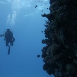 dive hurghada-diving-scuba-coral-diver-red sea