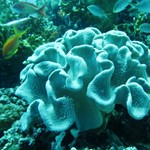 dive hurghada-coral-white-sea-red sea-underwater-diving