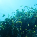 dive hurghada-underwater-natural-fish-coral-color-life