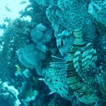 dive hurghada-lion fhis-fish-life-natural-coral-underwater-sea