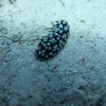 nudibranch -dive-hurghada 