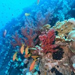 dive hurghada-diving-dive-diver-coral-wreck-abu nuhas-coral-fish-photo-underwater-red sea-hurghada