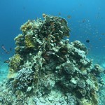 reef in hurghada _dive in read sea 