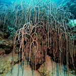 coral fish _hurghada dive 