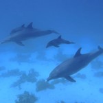 read sea dolphin-dive-hurghada