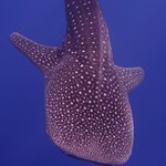 whale shark-hurghada 