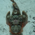 scorpionfish - hurghada 