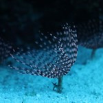 coral reef - dive hurghada- read sea 