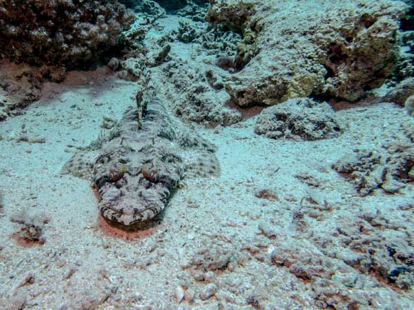 Red Sea Crocodilefish